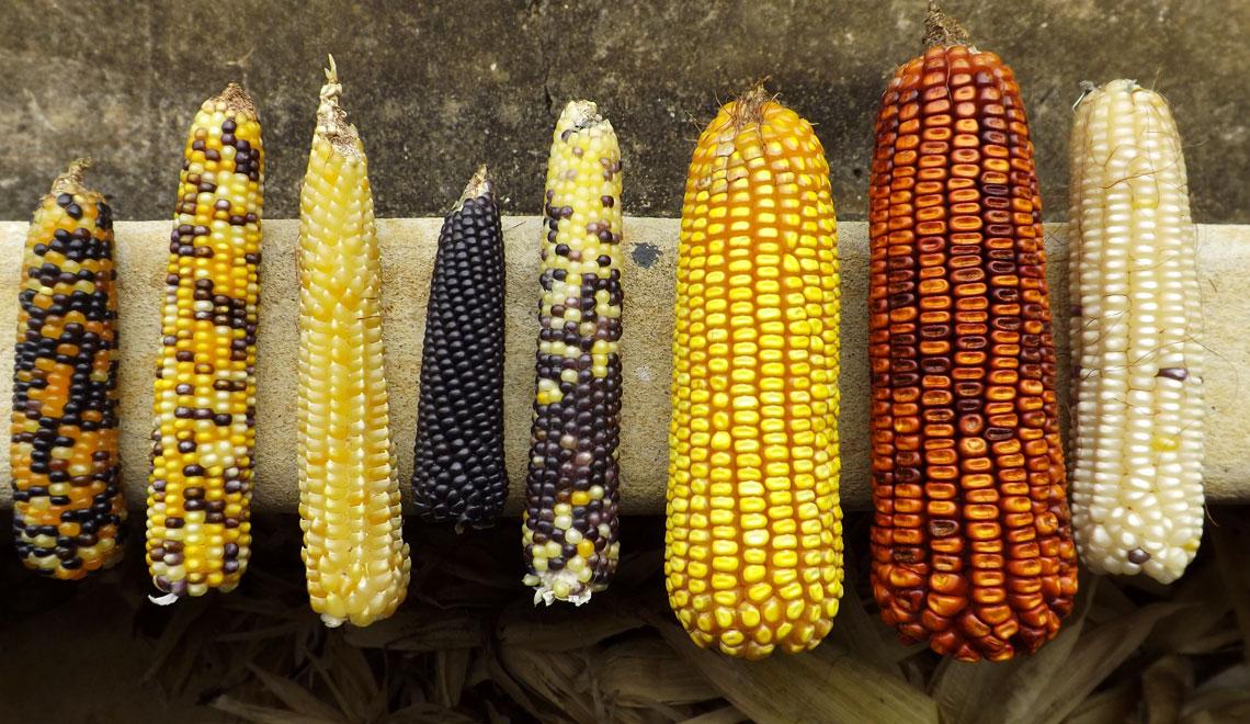 análise ⁢das Tendências de Produção e ‍Produtividade do Milho no Brasil
