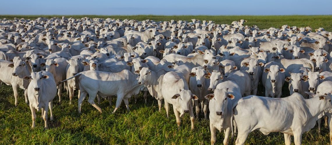 large herd of Nellore cattle on the farm, cows and steers