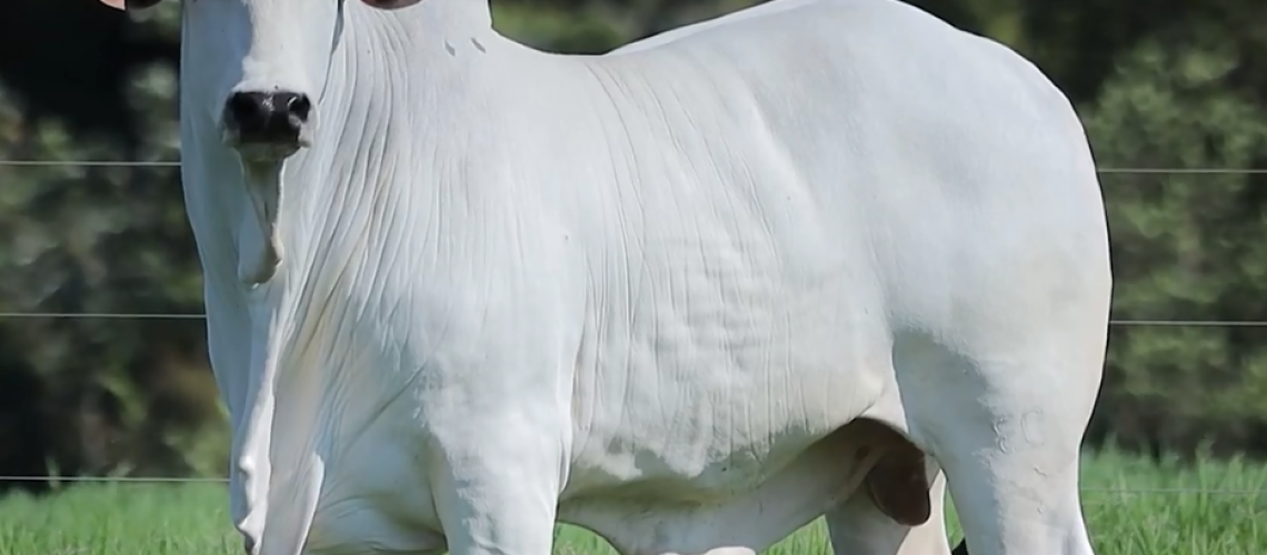 15-11 leilão touros nelore