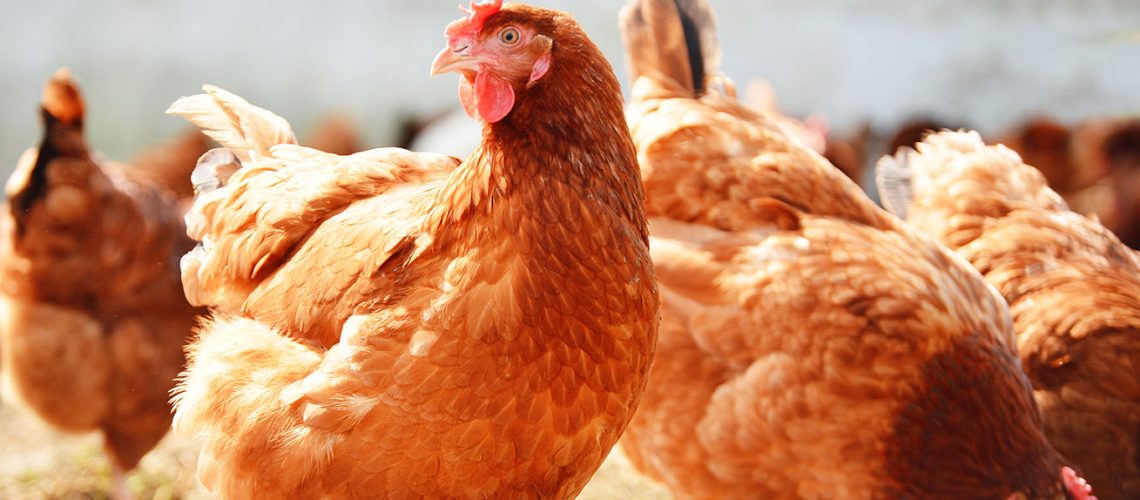 291344-sistemas-alternativos-para-a-avicultura-de-postura-comercial-entenda-quais-sao-e-os-beneficios-para-bemestar-animal