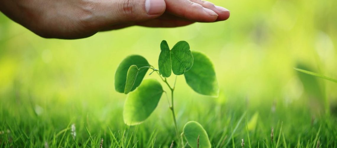 307978-seguro-rural-o-que-voce-precisa-saber-sobre-o-assunto-1024x683