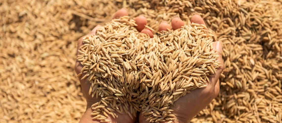 33a-Colheita-do-Arroz-tera-novidades-no-abertura-e-na-programacao