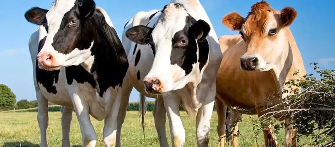 5-racas-de-gado-leiteiro-mais-comuns-no-brasil