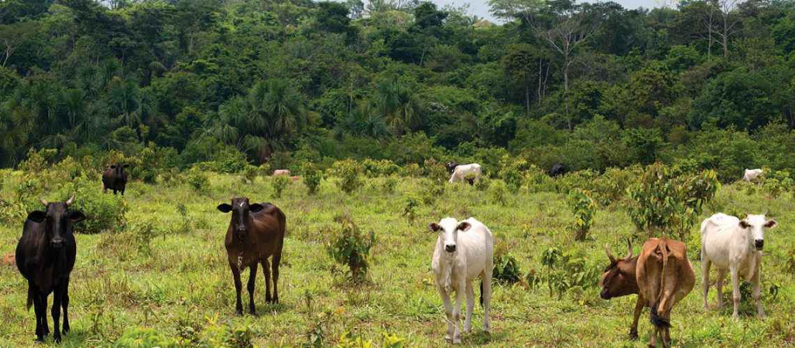 5_pl542_pecuaria1