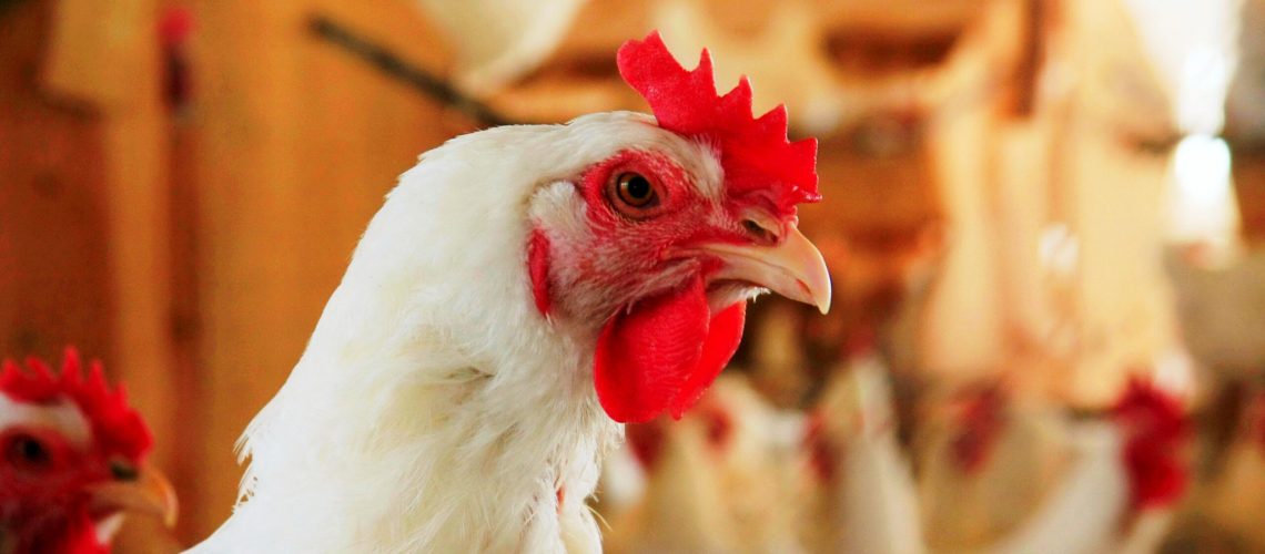 9-Exportação-de-carne-de-frango-cai-88-em-janeiro-Foto-ABPA