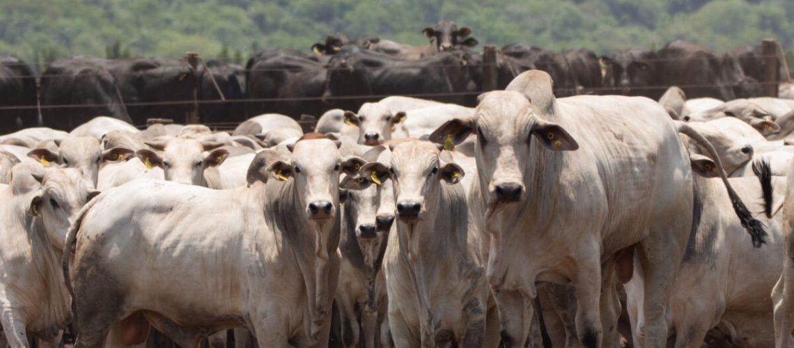 nellore cattle in feedlot: meat production