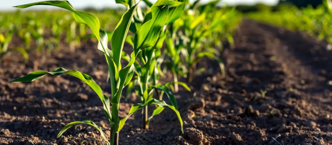 Blog-AgriQ_Agricultura-regenerativa_Creditos-Shutterstock-scaled