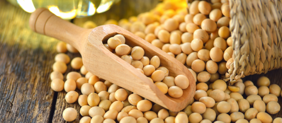 Blog-Soja-confira-aqui-o-guia-completo-sobre-esse-grao (1)