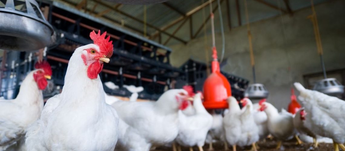 Brasil_e_Lider_Exportacao_Frango