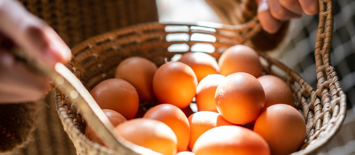 COMO-FAZER-O-MANEJO-CORRETO-DE-OVOS-FERTEIS-EM-GRANJAS-VEJA
