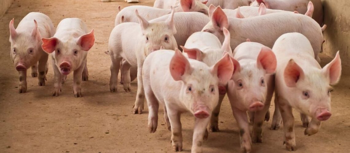 CRIACAO-DE-SUINOS-5-DICAS-1-1024x576