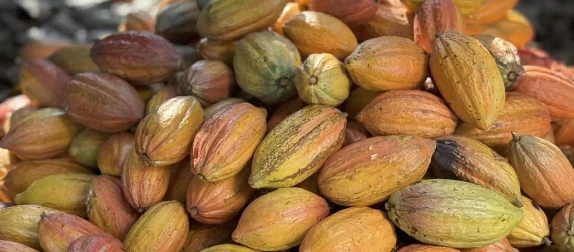 Cacau-do-Cerrado-baiano-foto-aiba-baixa-1024x576