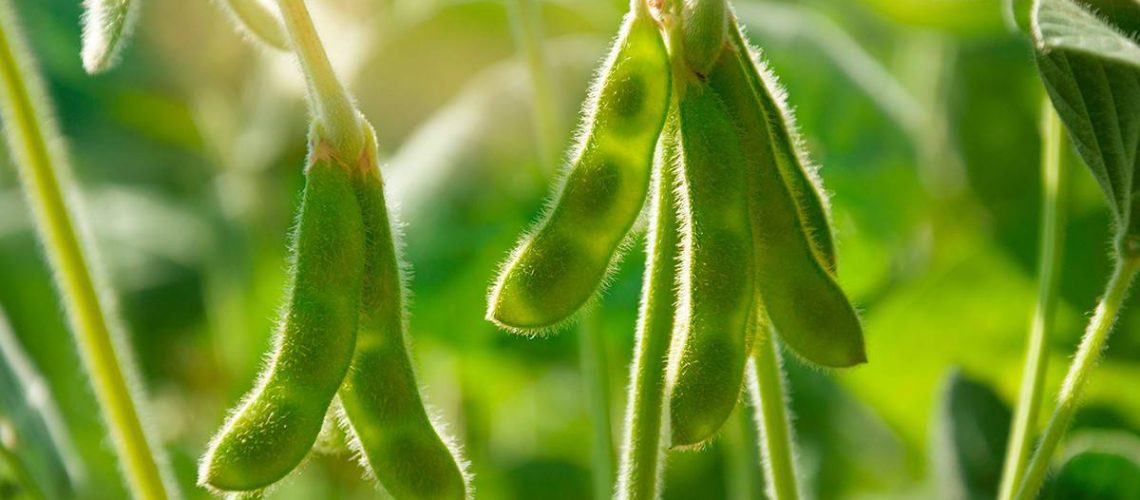 Ciclo-da-soja.-descubra-a-duracao-as-etapas-e-as-principais-fatores-que-o-influenciam
