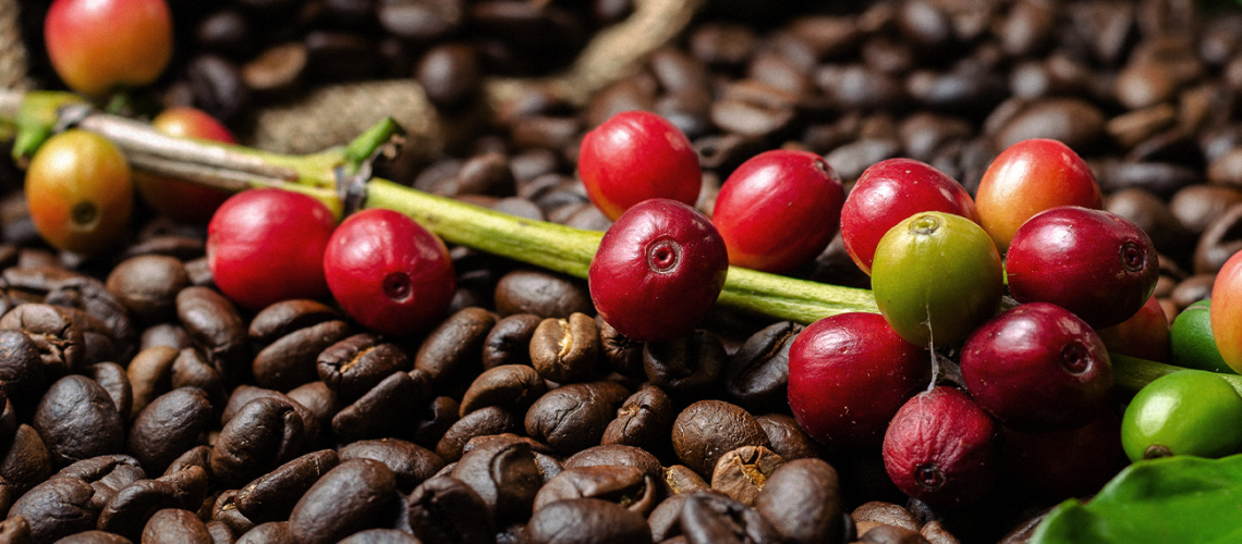 Classificacao-do-Cafe-os-6-tipos-de-graos-e-suas-caracteristicas