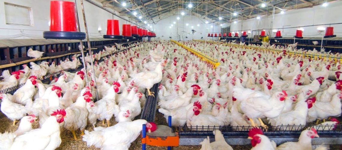 Escalada-de-preços-do-frango-vivo-tem-continuidade-em-São-Paulo-e-em-Minas-Gerais