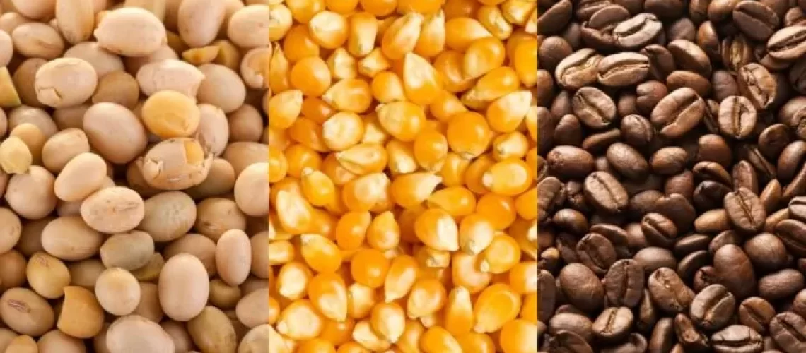 Expectativas-geram-baixas-nas-cotacoes-de-soja-milho-e-cafe