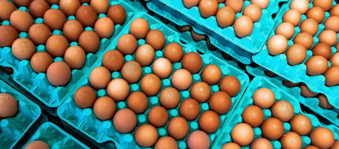 F7DA84-AVEP-0076-Aves-de-Postura-scaled