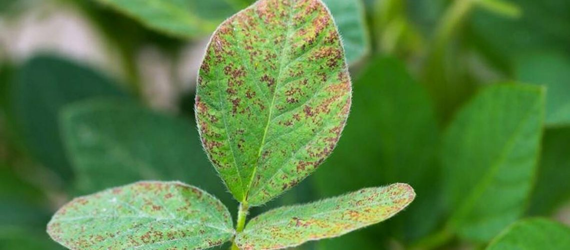 Ferrugem-asiatica-como-esta-doenca-pode-limitar-a-produtividade-da-cultura-da-soja