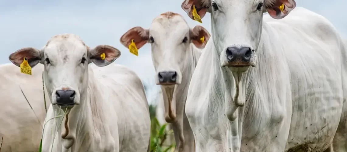 Foto-Marcus-Mesquita