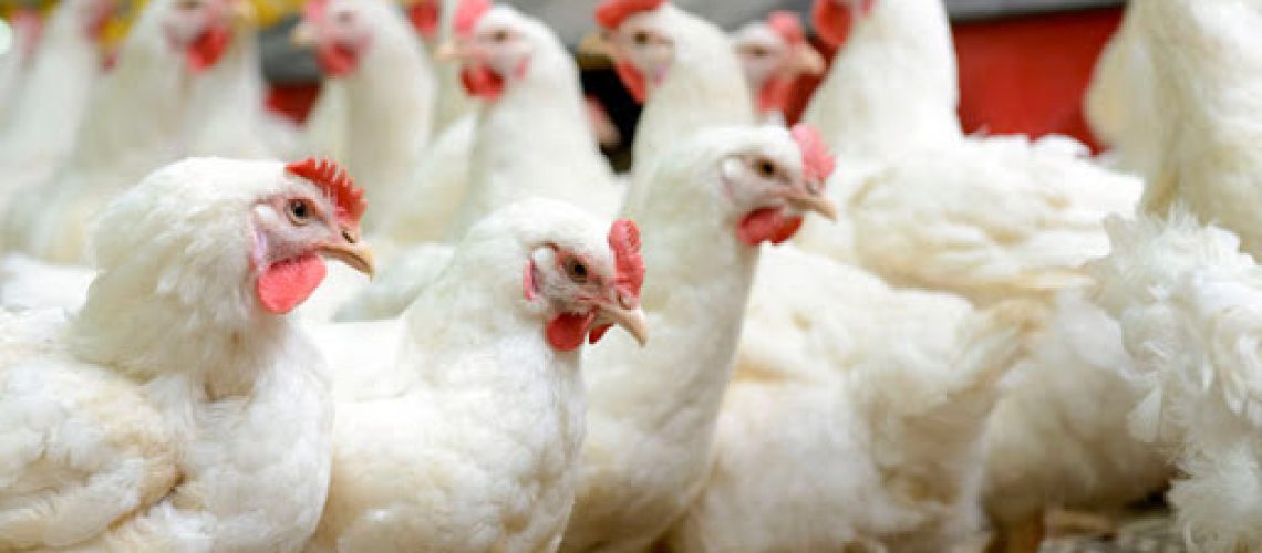 Frango 1