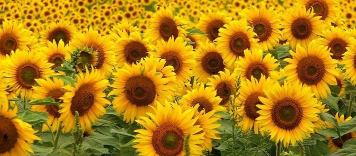 Girassóis-Amarelos