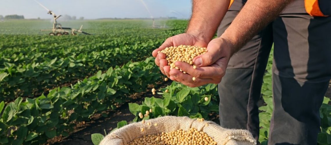Grao-soja-onde-e-produzida-maos-agricultor