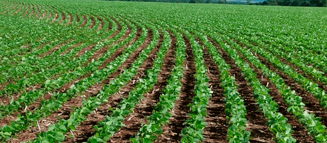 IMAGEM_02_CAPA_clima-e-decisivo-para-o-bom-desempenho-das-lavouras-de-soja-no-brasil