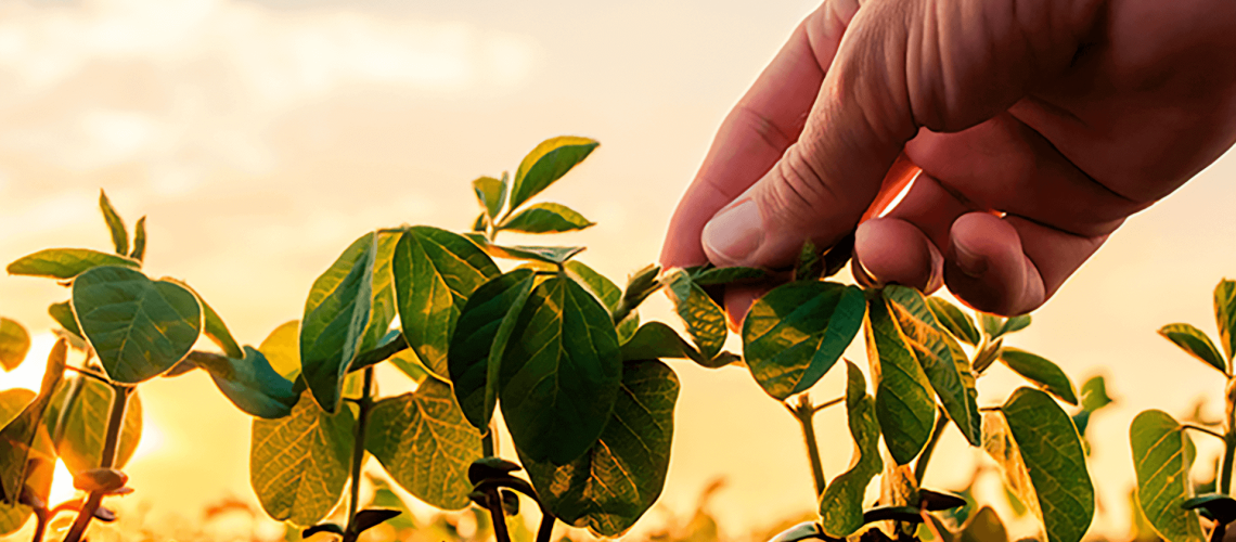 IMAGEM_2_guia-basico-de-dessecacao-pre-plantio-na-soja