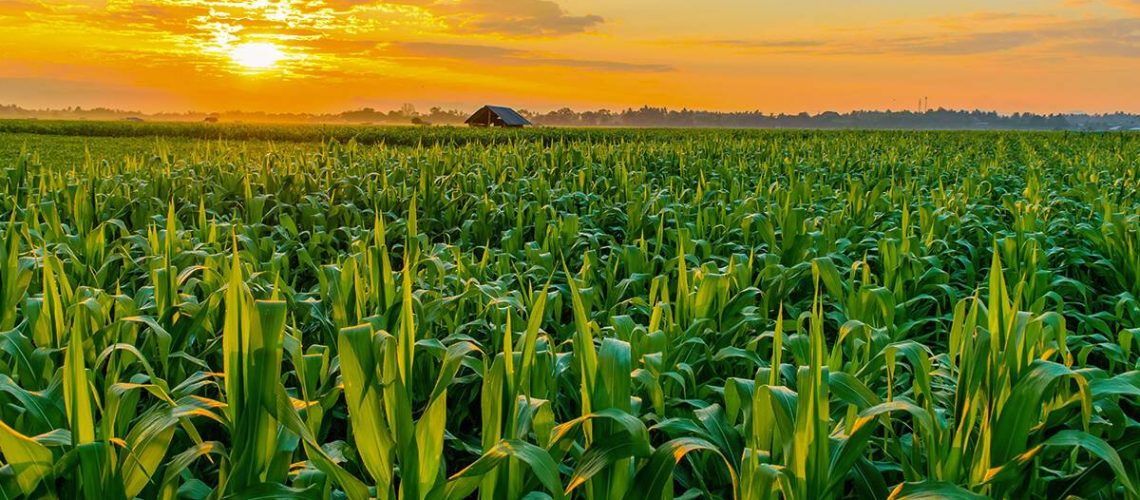 Lavoura-de-milho-como-melhorar-a-fertilidade-do-solo