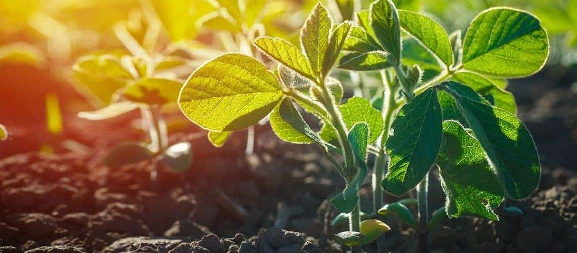 Lavoura-de-soja.-entenda-a-importancia-do-uso-de-fertilizantes
