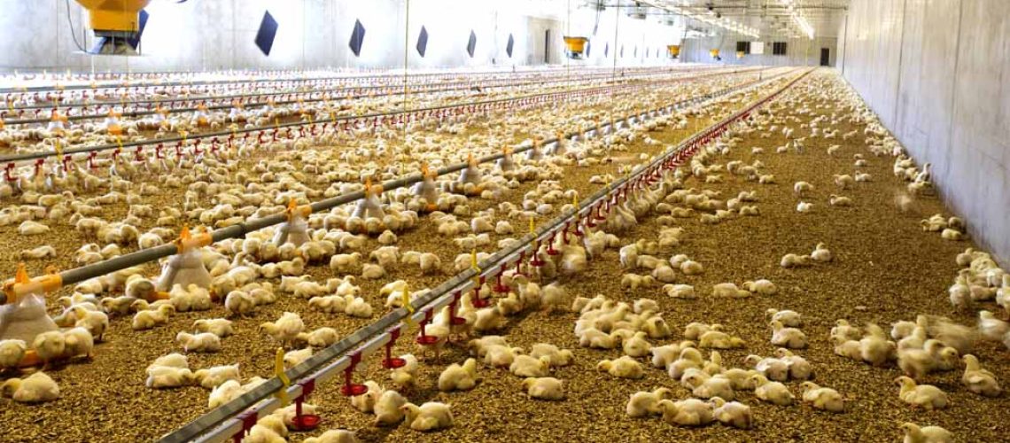 Licencia-Granja-Aves