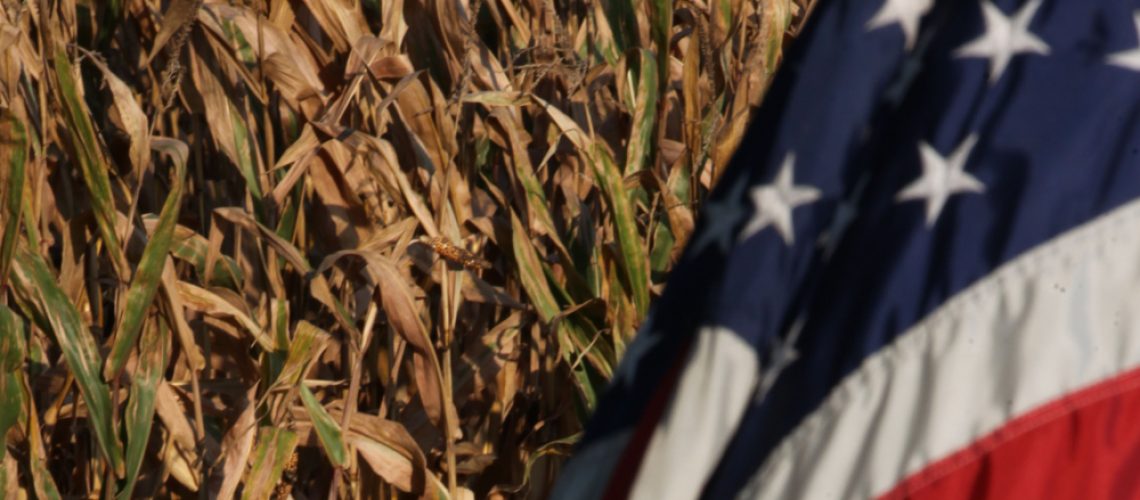 MJR090315_US_corn_7