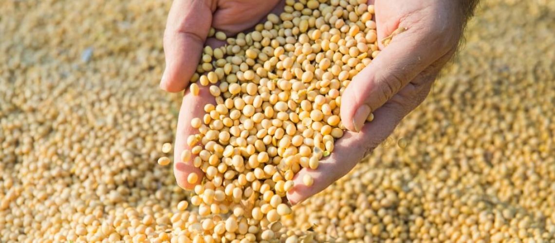 Maos-humanas-derramando-graos-de-soja-apos-a-colheita-revelando-o-por-que-a-soja-e-considerada-uma-commodity