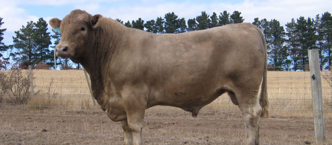 Murray-Grey-bull-2011