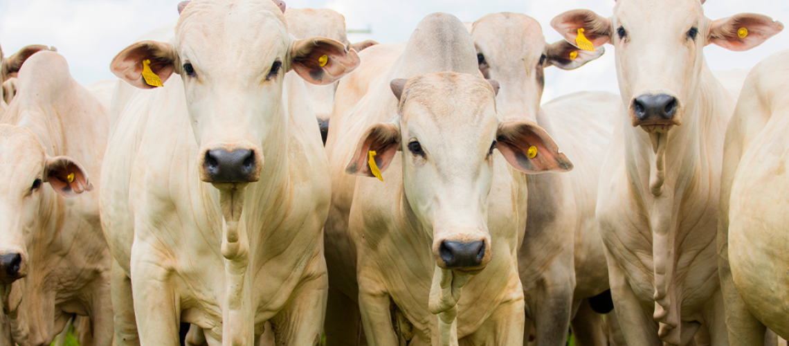 Nelore-A-escolha-inteligente-para-uma-pecuaria-competitiva-thumbnail