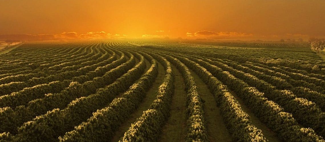 Noticias-agricolas.-mercado-de-cafe-tem-altas-com-preocupacoes-sobre-calor-intenso-no-Brasil
