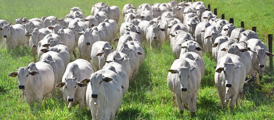 Novilhas-Super-Precoces-Agropontieri-Goiatuba-GO