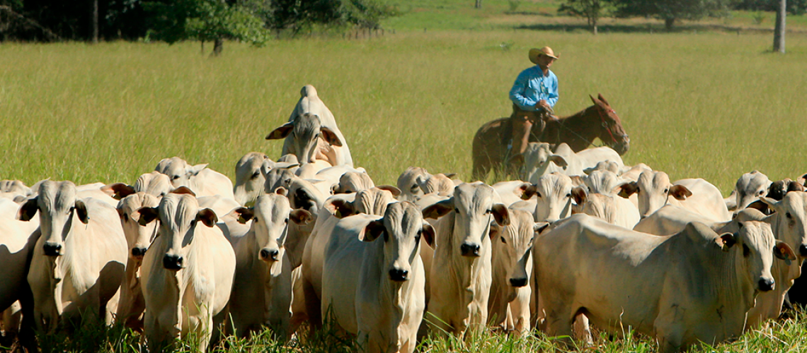 Pecuaria-no-Brasil-uma-atividade-de-expressao-no-mercado-thumbnail