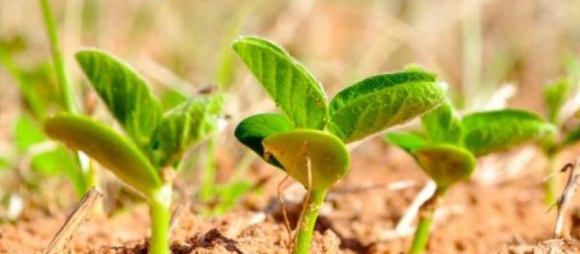 Plantacao_1