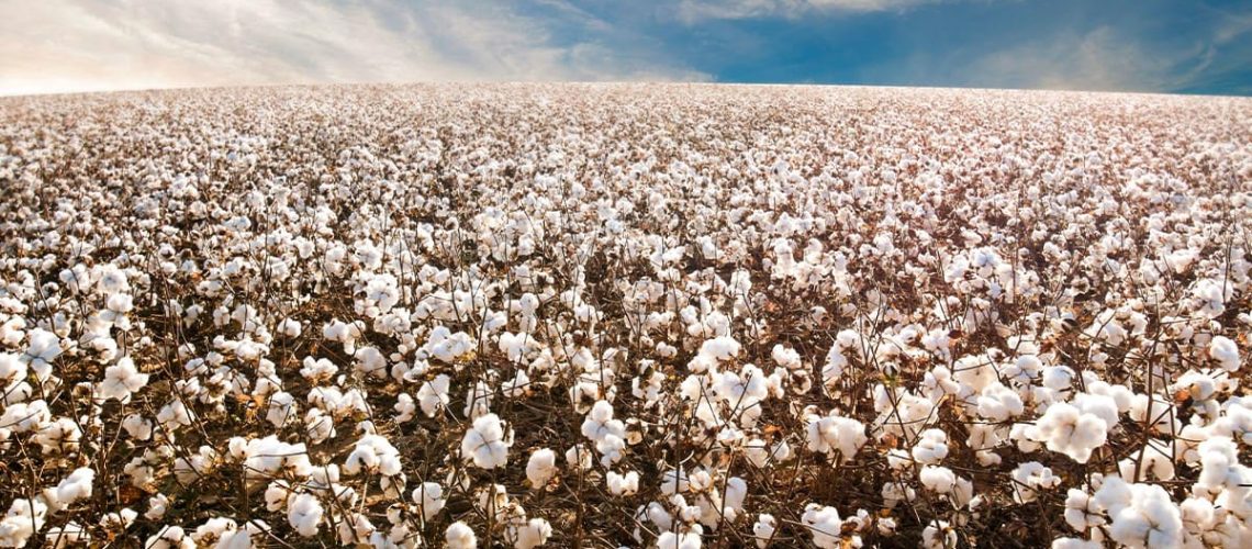 Plantio-de-algodao.-dicas-essenciais-para-potencializar-a-lavoura