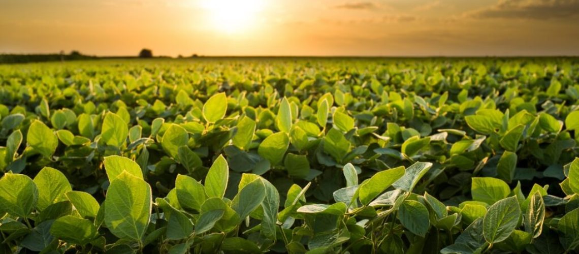Plantio-de-soja-amadurecimento-verde