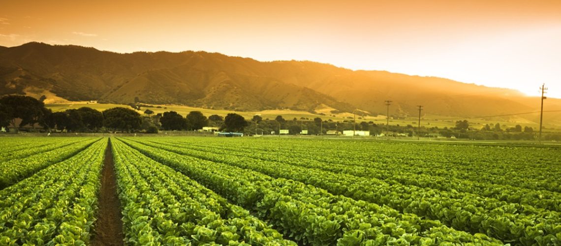 Por-que-as-plantas-precisam-de-potassio-na-agricultura