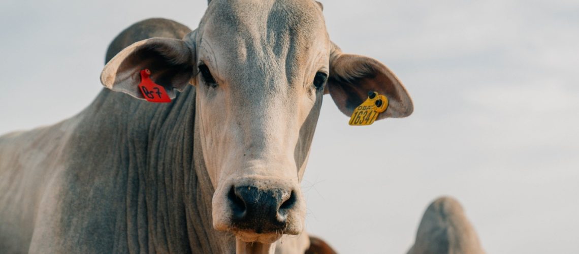 Preco-do-boi-gordo-inicia-a-semana-estavel-na-maioria-das-regioes (2)