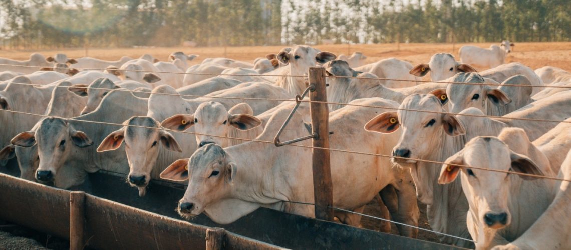 Preco-do-boi-gordo-se-mantem-estavel-apos-altas-e-abates-voltam-a-crescer-no-pais