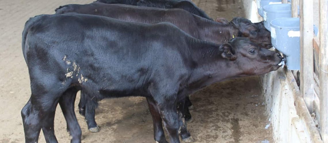 Primeiros-bezerros-geneticamente-modificados-nascem-no-Brasil