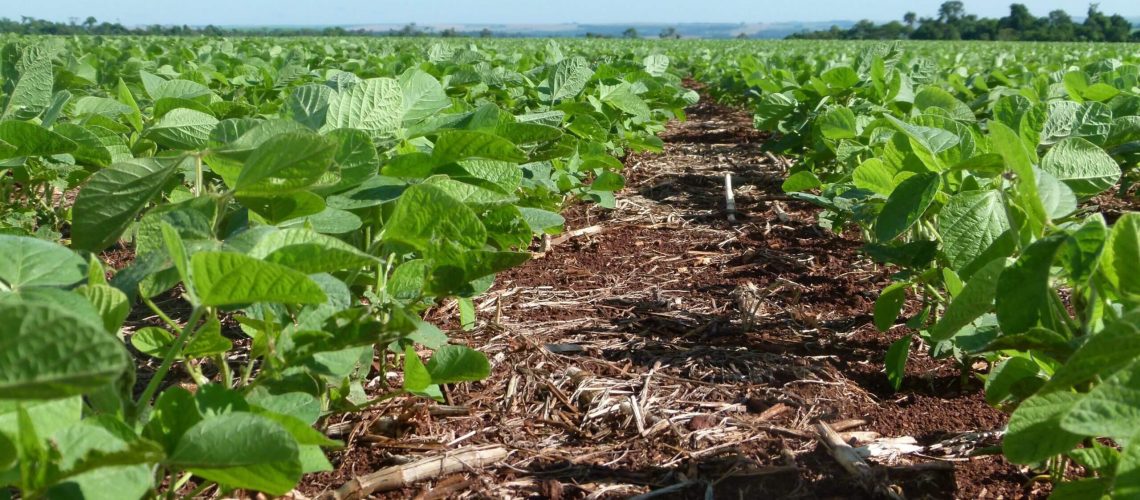 Print_Young-soybean-field-seen-from-below-scaled