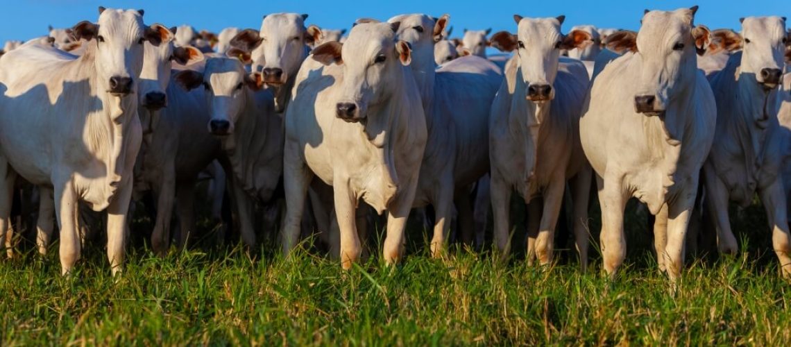 Rebanho-gado-Nelore-producao-agropecuaria