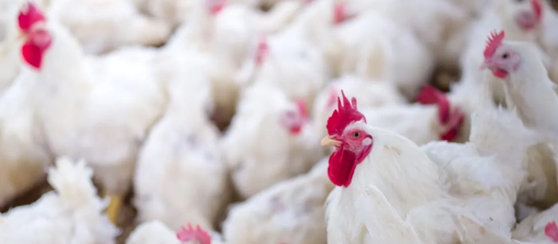 Sem-compradores-frango-vivo-sofre-nova-baixa-em-São-Paulo-e-Minas-Gerais