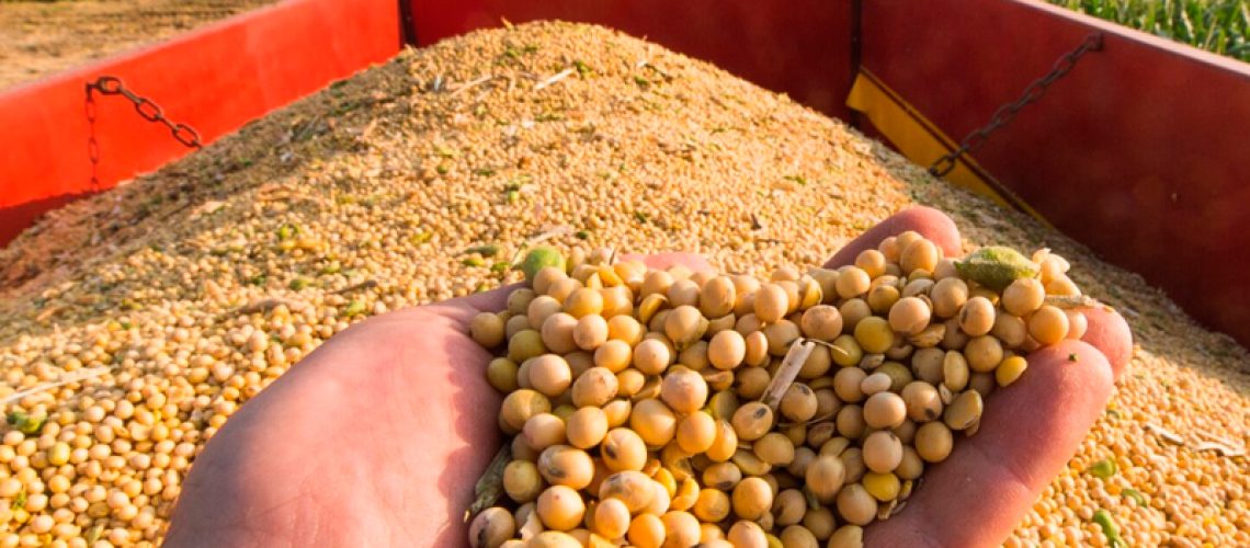 Soja-em-graus-by-Mapa