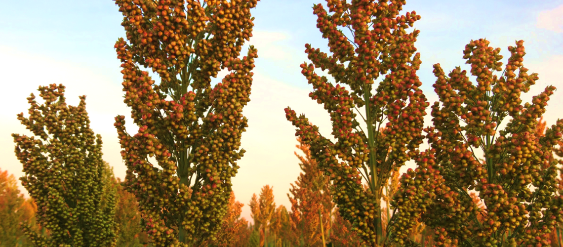 Sorgo-Silagem-Qualysilo-4